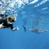 Can children swim with whale sharks at Ningaloo