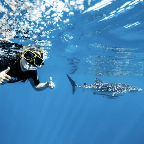 Can children swim with whale sharks at Ningaloo